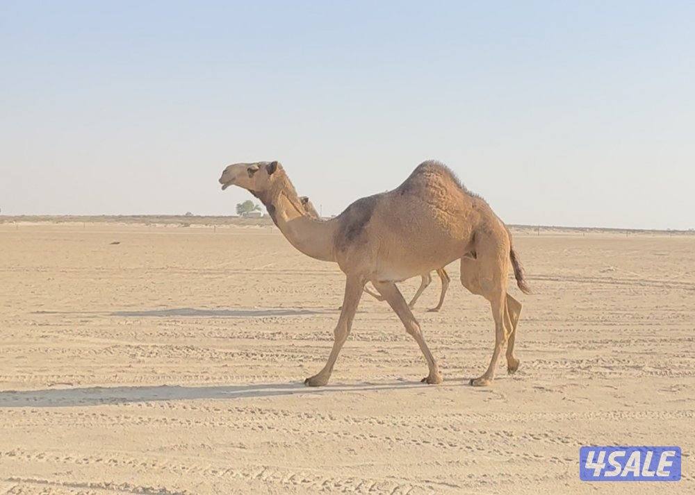 ناقه خفوت ثنيه شريانيه سلم وصحاه التواصل لباقي التفاصيل0