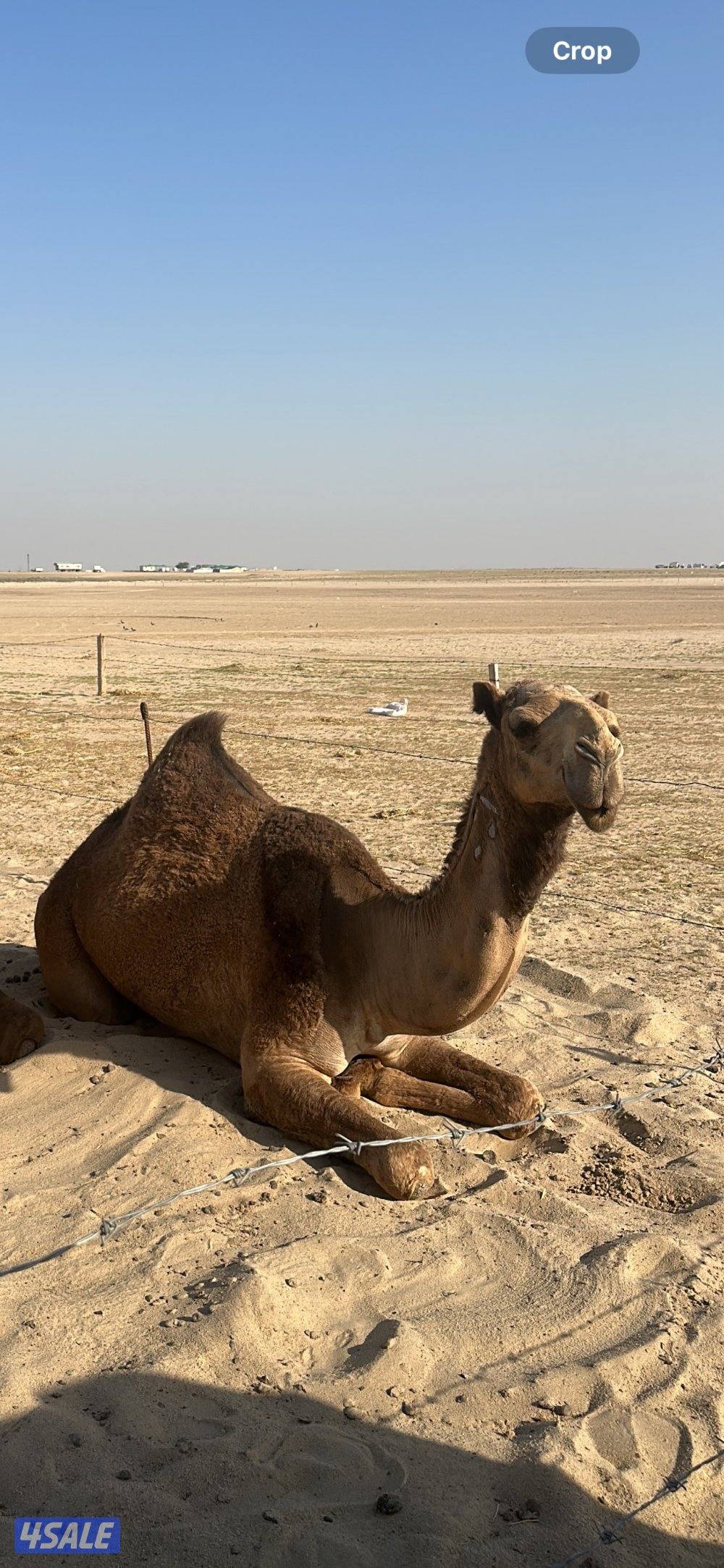 ناقه خفوت ثنيه شريانيه سلم وصحاه التواصل لباقي التفاصيل1