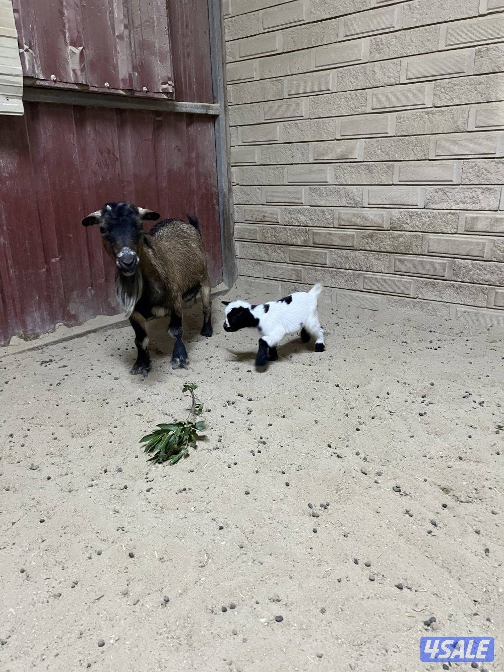 للبيع مطفل تحتها تيسين0