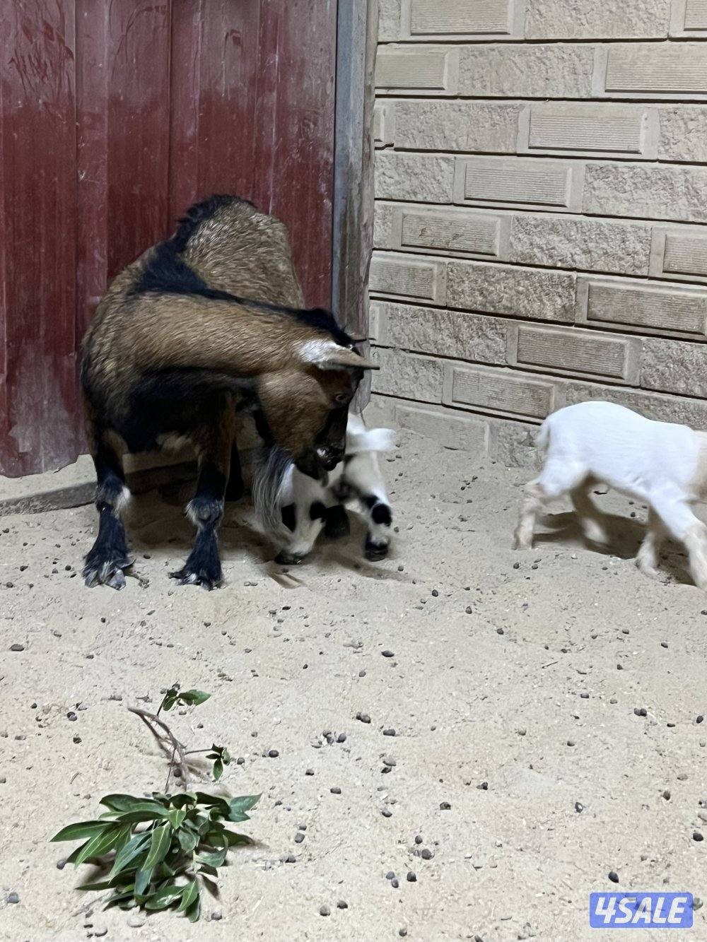 للبيع مطفل تحتها تيسين1