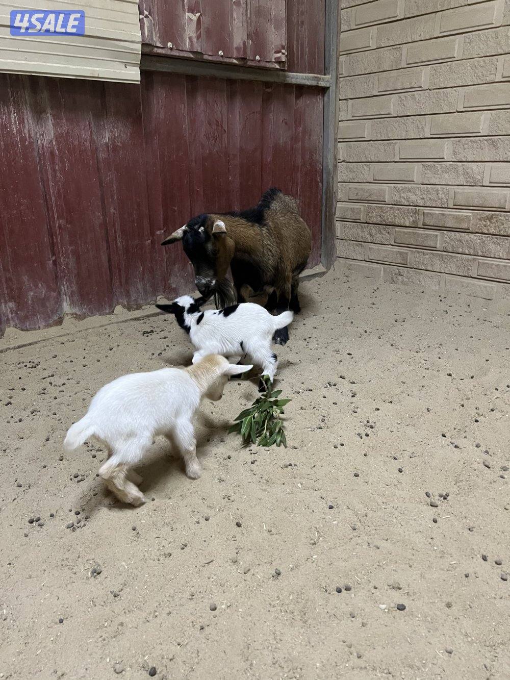 للبيع مطفل تحتها تيسين2