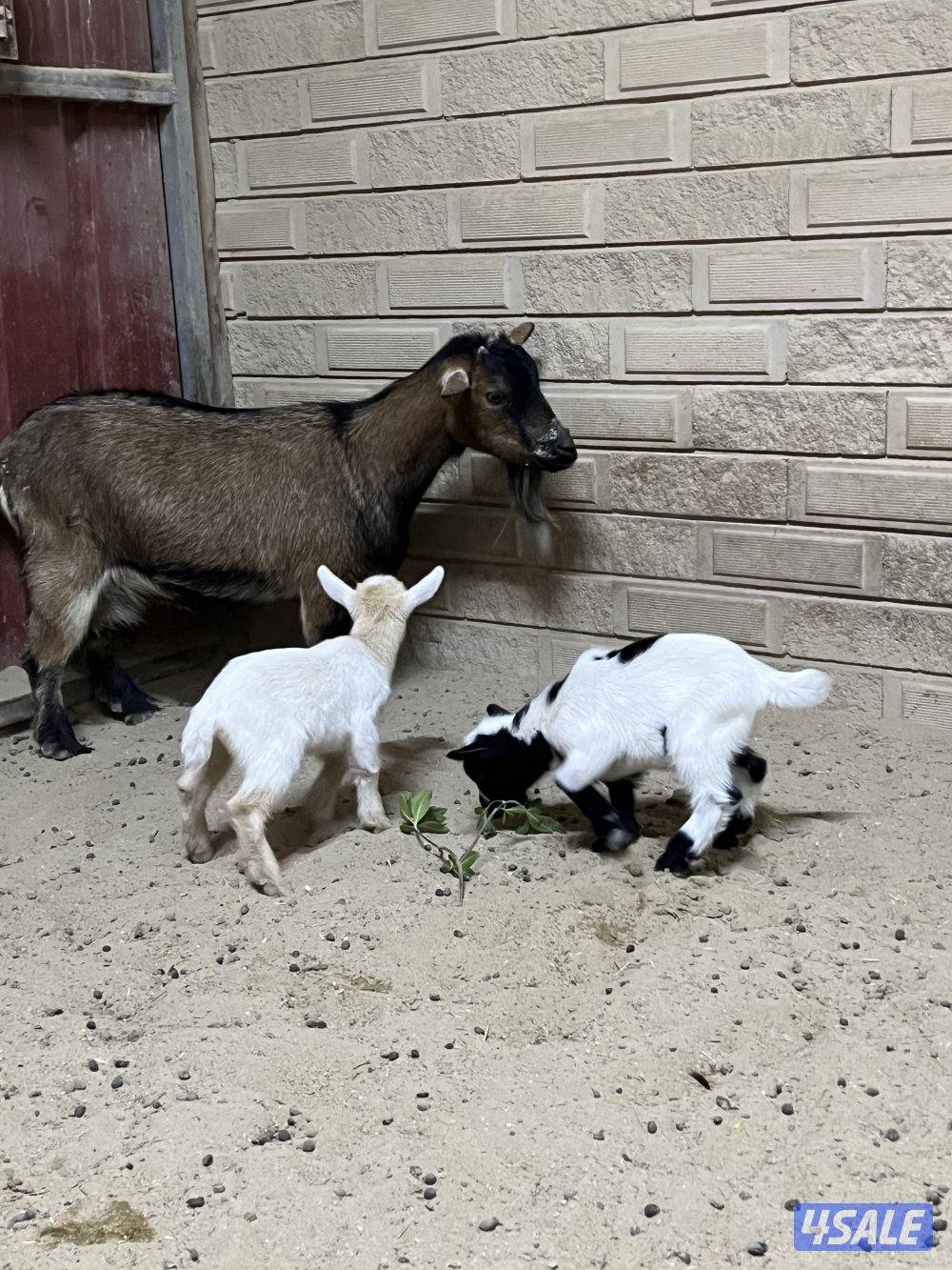 للبيع مطفل تحتها تيسين4