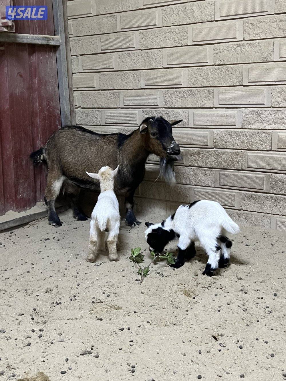 للبيع مطفل تحتها تيسين5