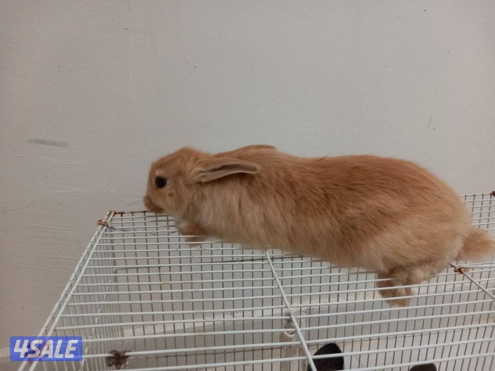 السلام عليكم للبيع ارانب حجم جامبو وفي صغار وكبار1