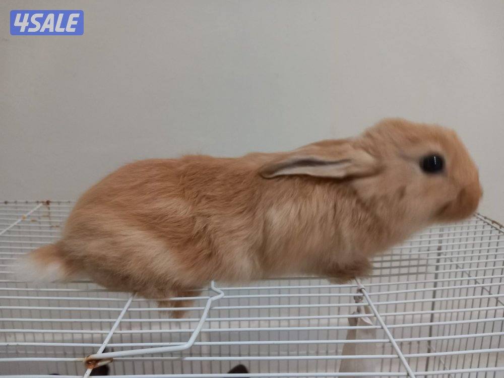 السلام عليكم للبيع ارانب حجم جامبو وفي صغار وكبار0