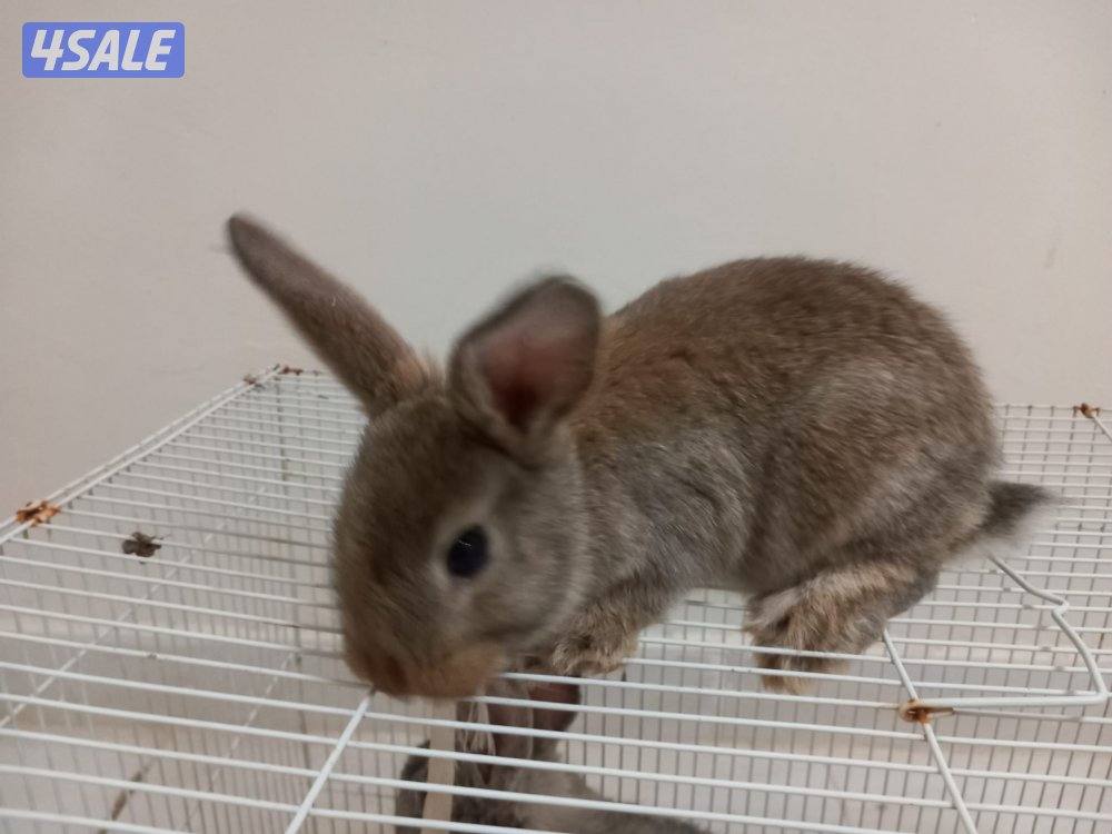 السلام عليكم للبيع ارانب حجم جامبو وفي صغار وكبار2