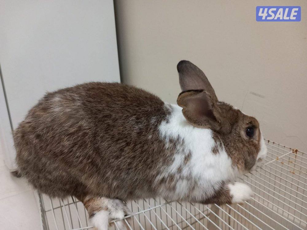 السلام عليكم للبيع ارانب حجم جامبو وفي صغار وكبار3