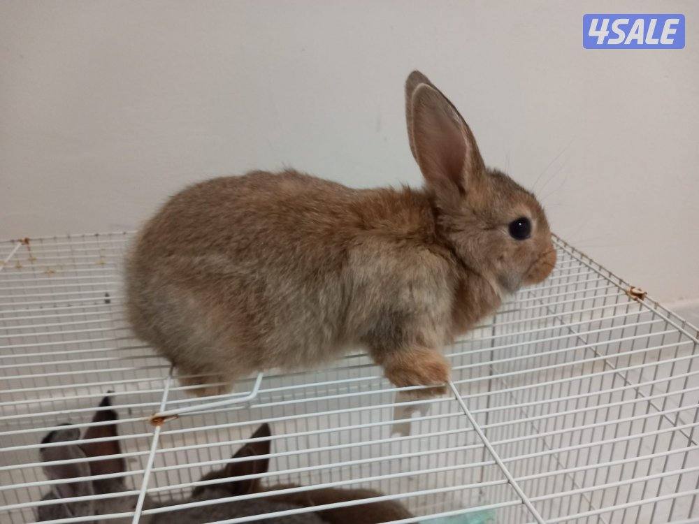 السلام عليكم للبيع ارانب حجم جامبو وفي صغار وكبار4