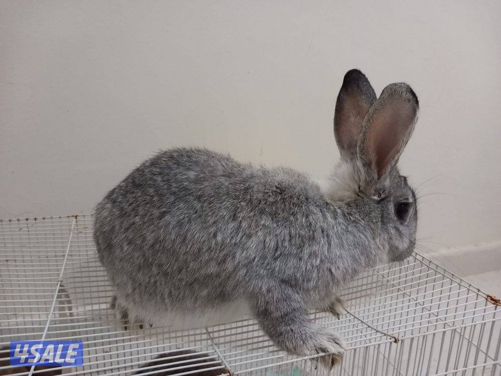 السلام عليكم للبيع ارانب حجم جامبو وفي صغار وكبار6