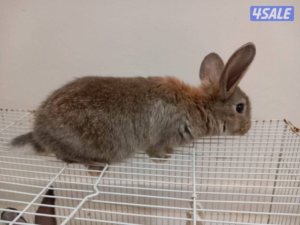 السلام عليكم للبيع ارانب حجم جامبو وفي صغار وكبار5