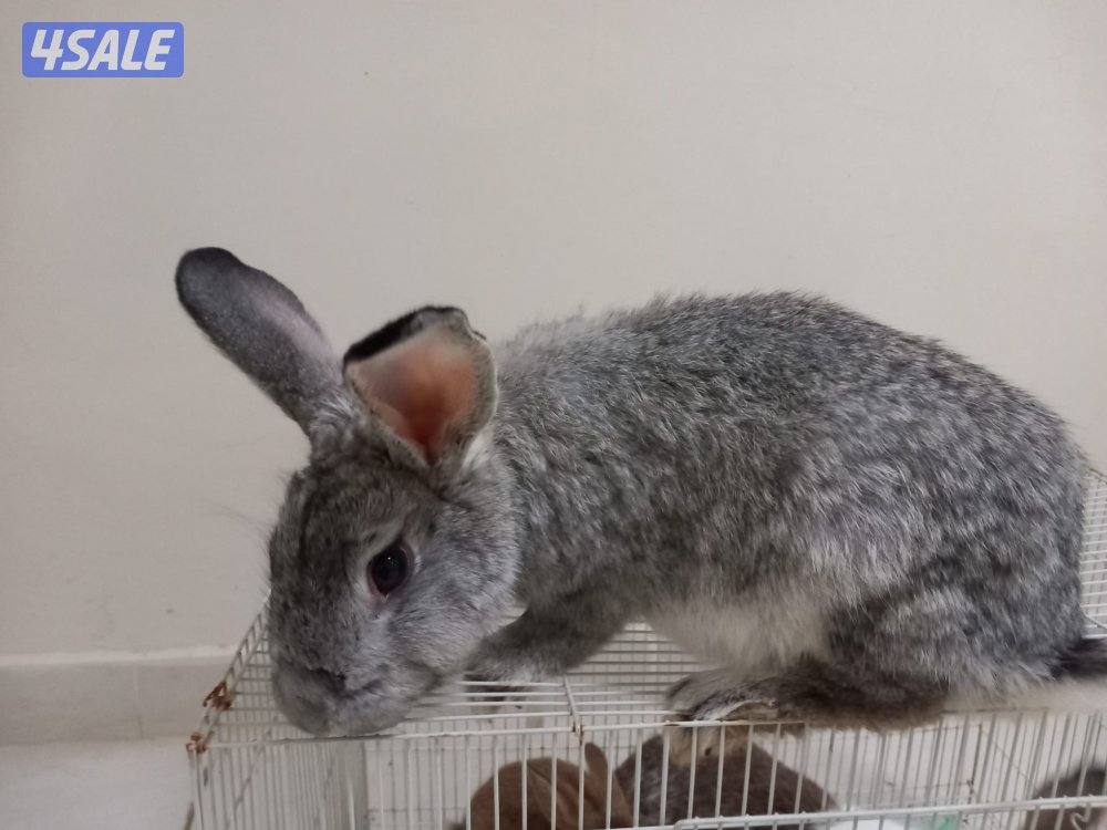 السلام عليكم للبيع ارانب حجم جامبو وفي صغار وكبار7