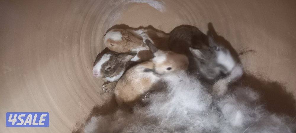 السلام عليكم للبيع ارانب حجم جامبو وفي صغار وكبار8