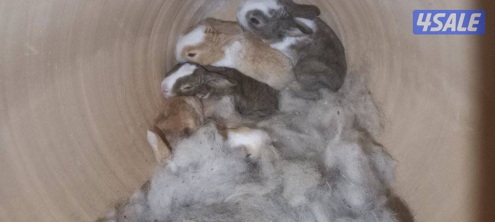 السلام عليكم للبيع ارانب حجم جامبو وفي صغار وكبار9