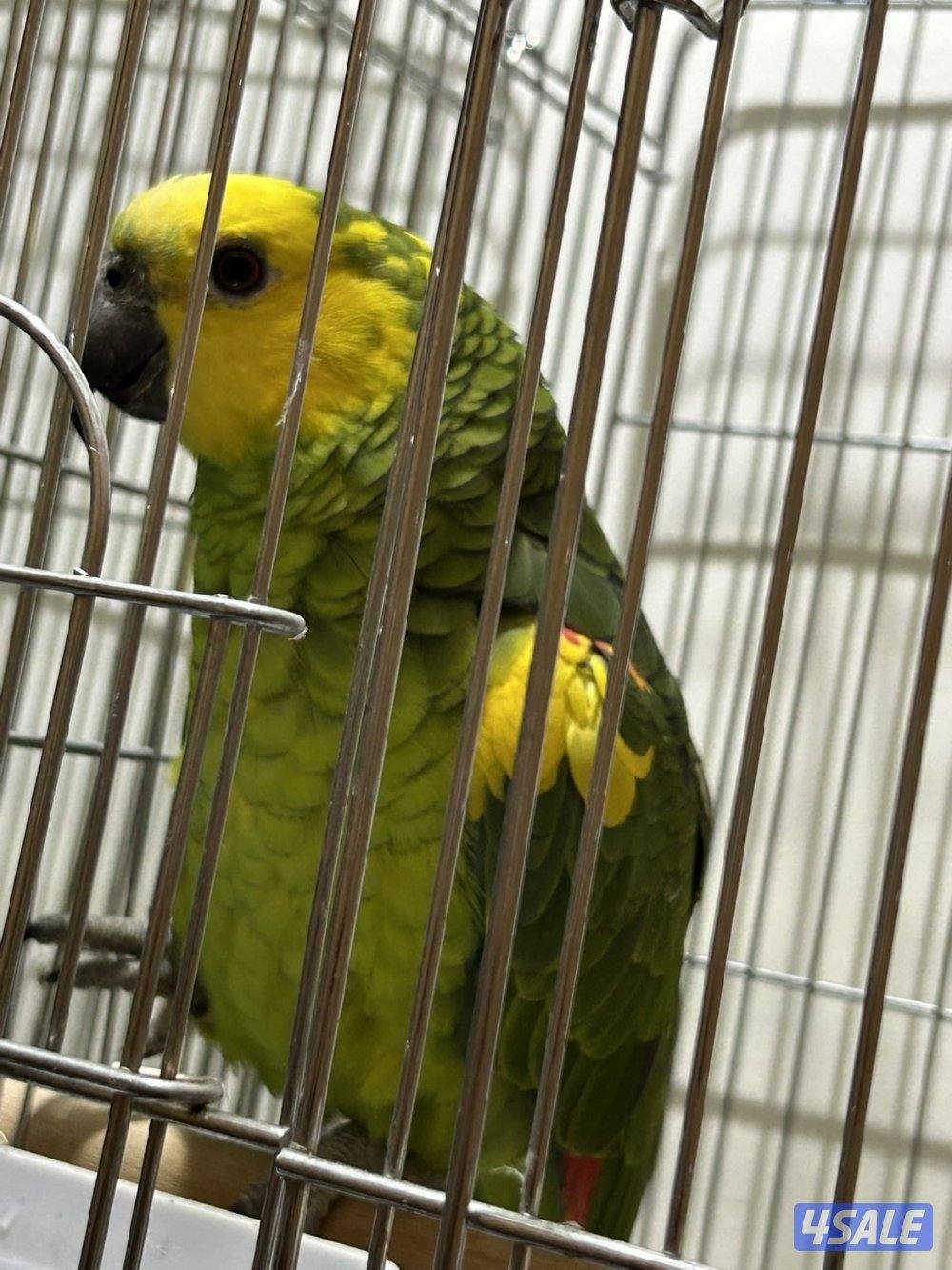 للبيع جاكو أصلي Pro فريند عمره تقريبا سنتين في كلام0