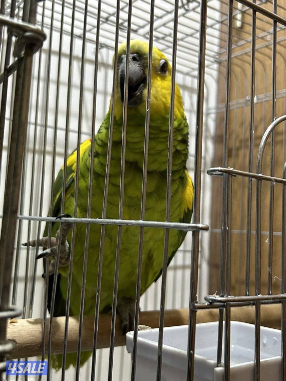 للبيع جاكو أصلي Pro فريند عمره تقريبا سنتين في كلام1