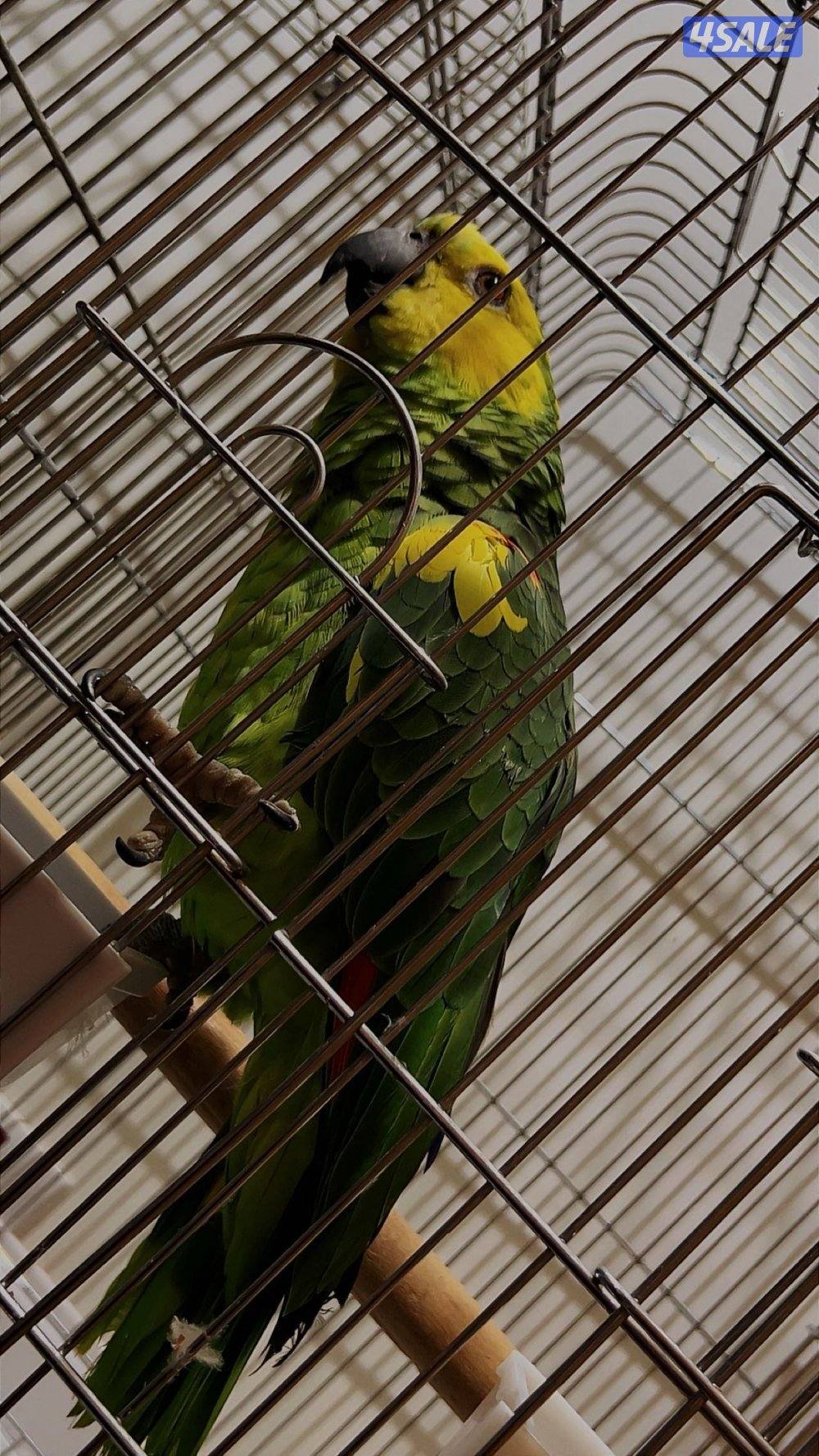 للبيع جاكو أصلي Pro فريند عمره تقريبا سنتين في كلام2