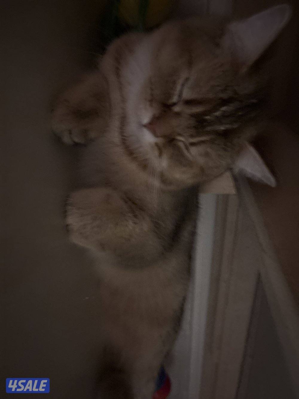 قط للتبني سكوتش انثى عمر سنه و اربع اشهر للجادين3