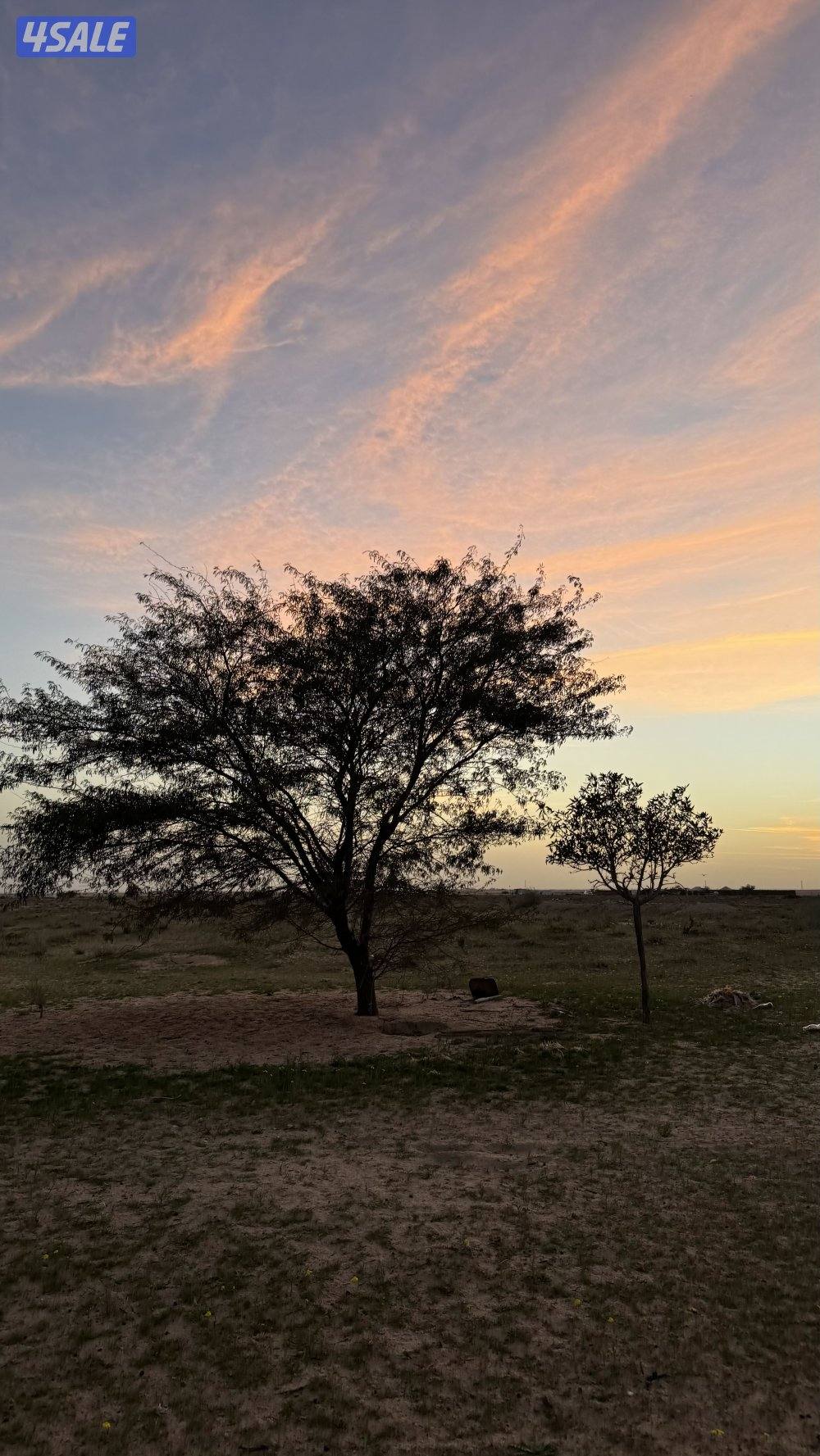 بيبي بيركنز شرط الفحص 20220