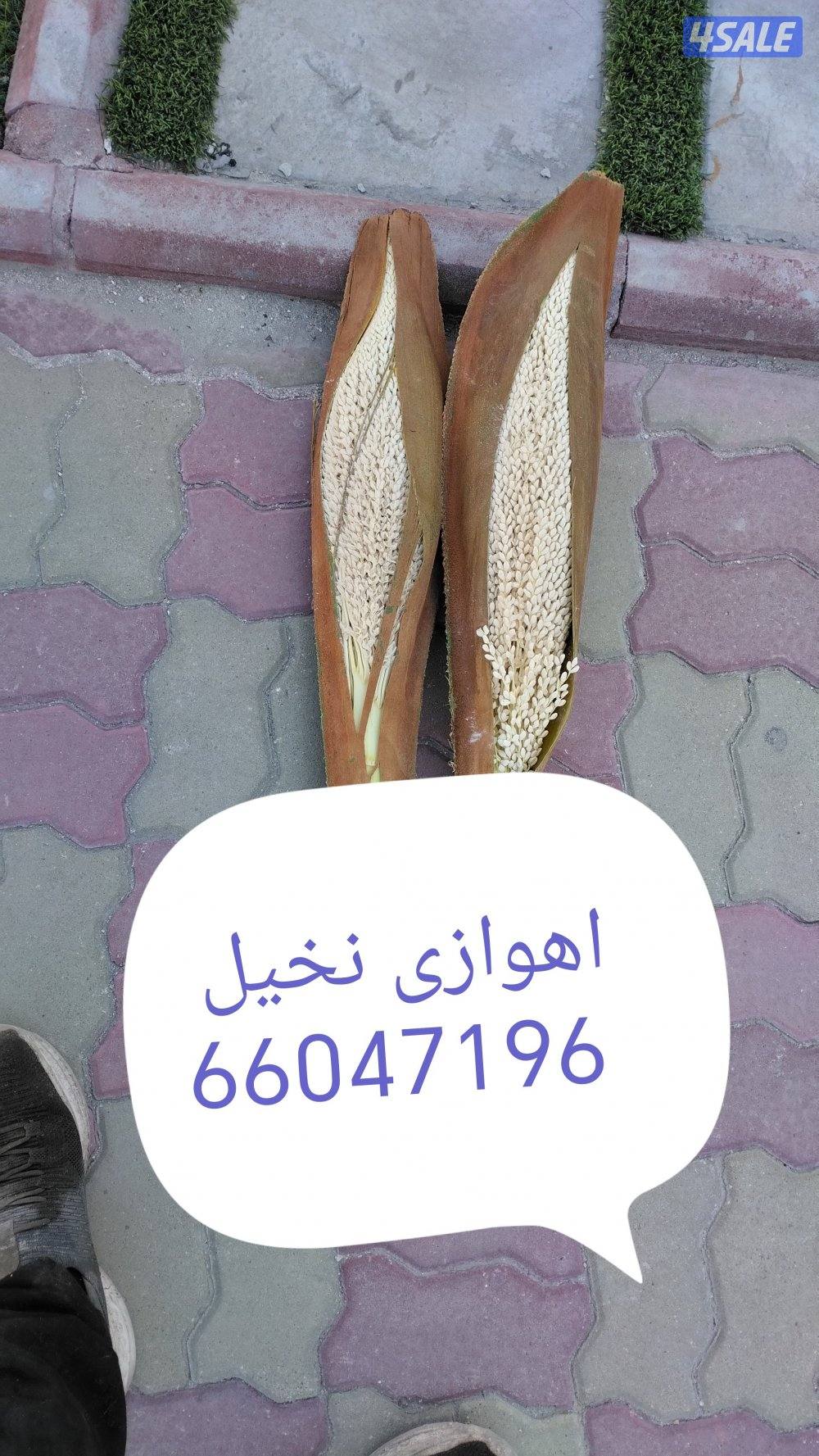 اهوازى نخيل شيل نخل تنضف وتلقيح نخيل جميع مناطق اسعار مقرية0