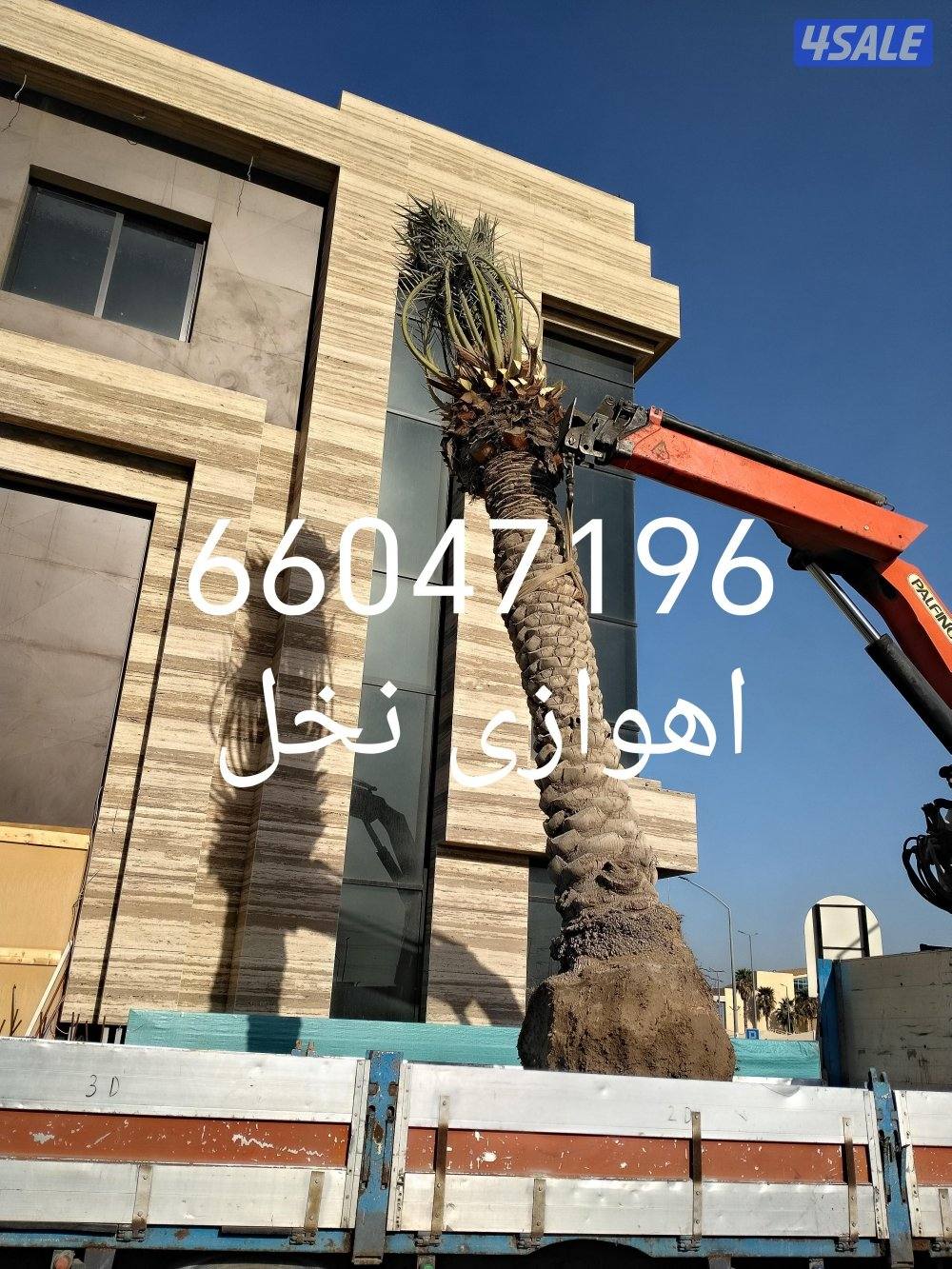 اهوازى نخيل شيل نخل تنضف وتلقيح نخيل جميع مناطق اسعار مقرية1