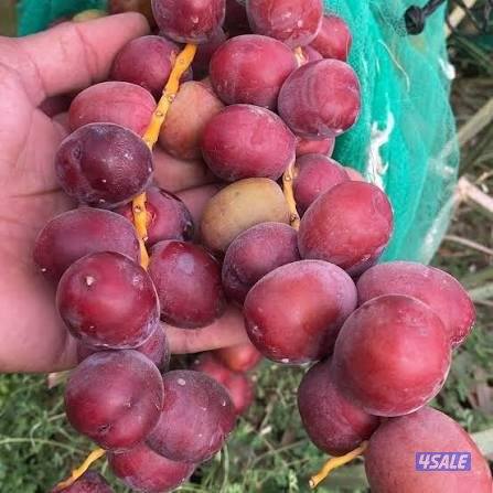 اهوازى نخيل شيل نخل تنضف وتلقيح نخيل جميع مناطق اسعار مقرية2