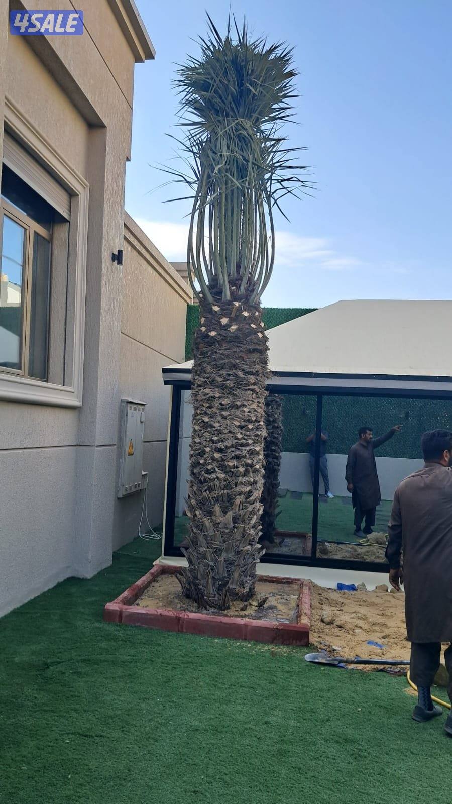 اهوازى نخيل شيل نخل تنضف وتلقيح نخيل جميع مناطق اسعار مقرية3