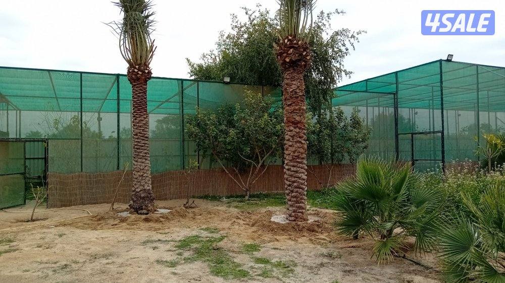 اهوازى نخيل شيل نخل تنضف وتلقيح نخيل جميع مناطق اسعار مقرية5