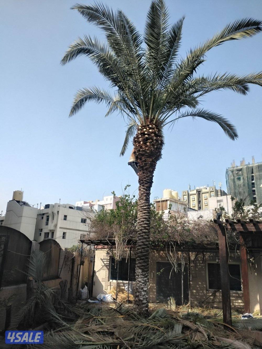 اهوازى نخيل شيل نخل تنضف وتلقيح نخيل جميع مناطق اسعار مقرية6