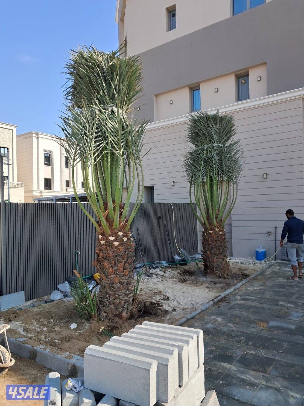 اهوازى نخيل شيل نخل تنضف وتلقيح نخيل جميع مناطق اسعار مقرية9