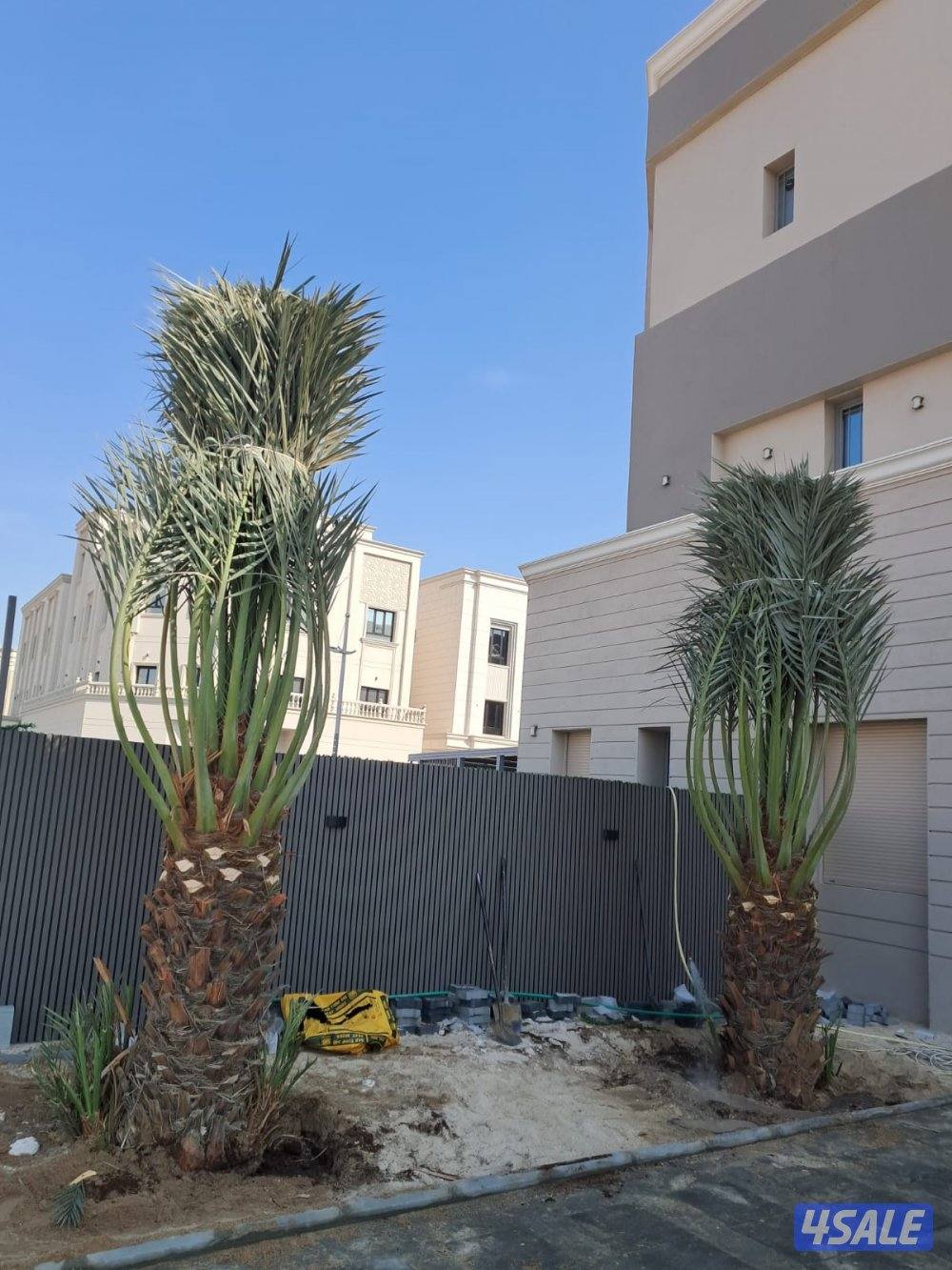 اهوازى نخيل شيل نخل تنضف وتلقيح نخيل جميع مناطق اسعار مقرية8