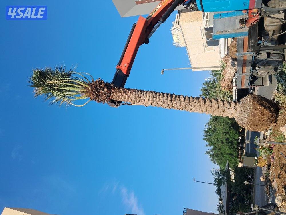 اهوازى نخيل شيل نخل تنضف وتلقيح نخيل جميع مناطق اسعار مقرية10