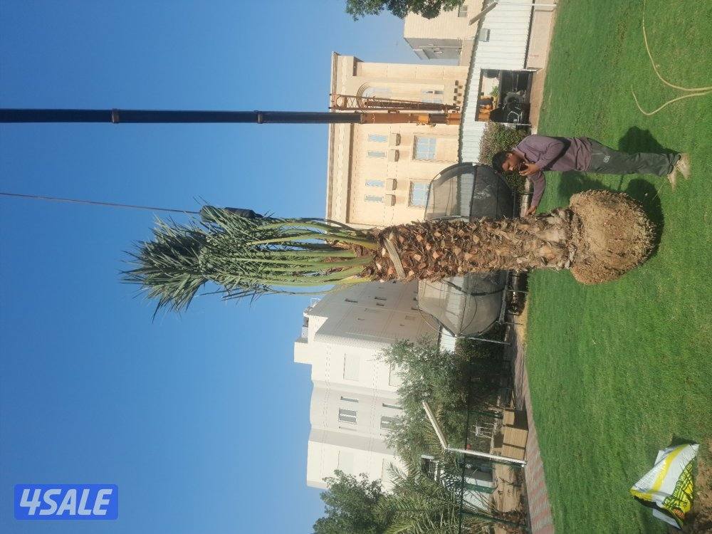 اهوازى نخيل شيل نخل تنضف وتلقيح نخيل جميع مناطق اسعار مقرية12