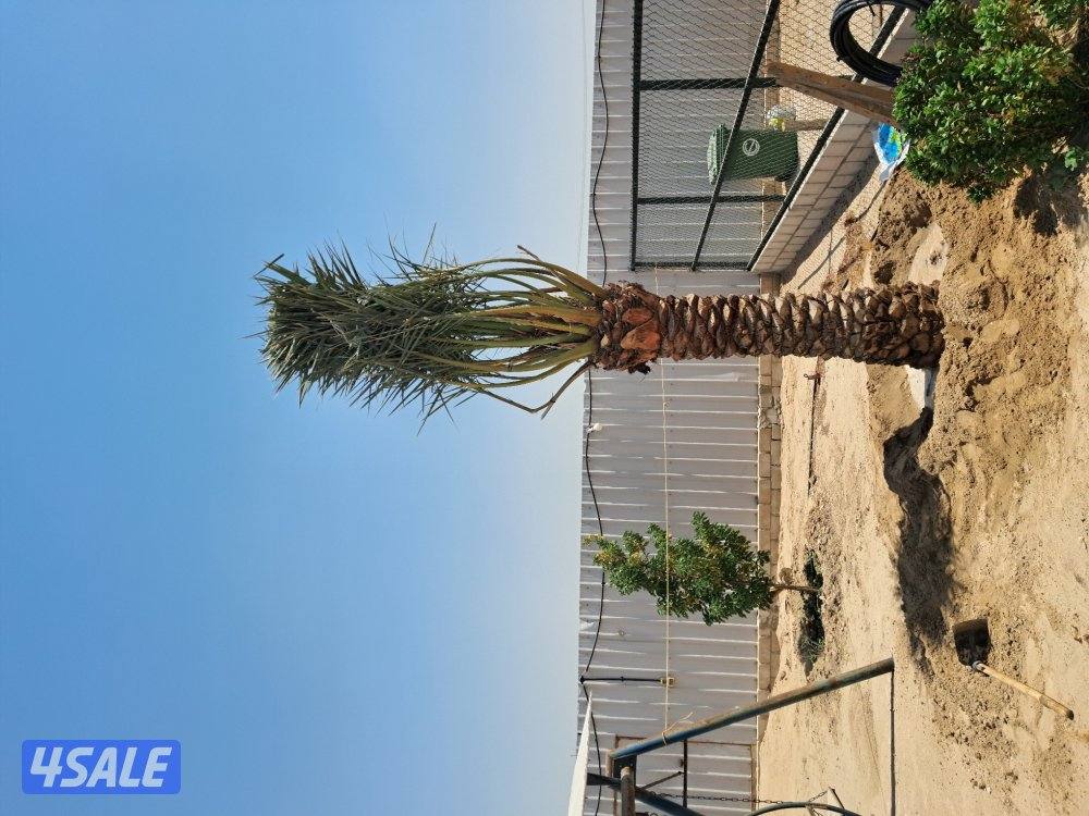 اهوازى نخيل شيل نخل تنضف وتلقيح نخيل جميع مناطق اسعار مقرية13