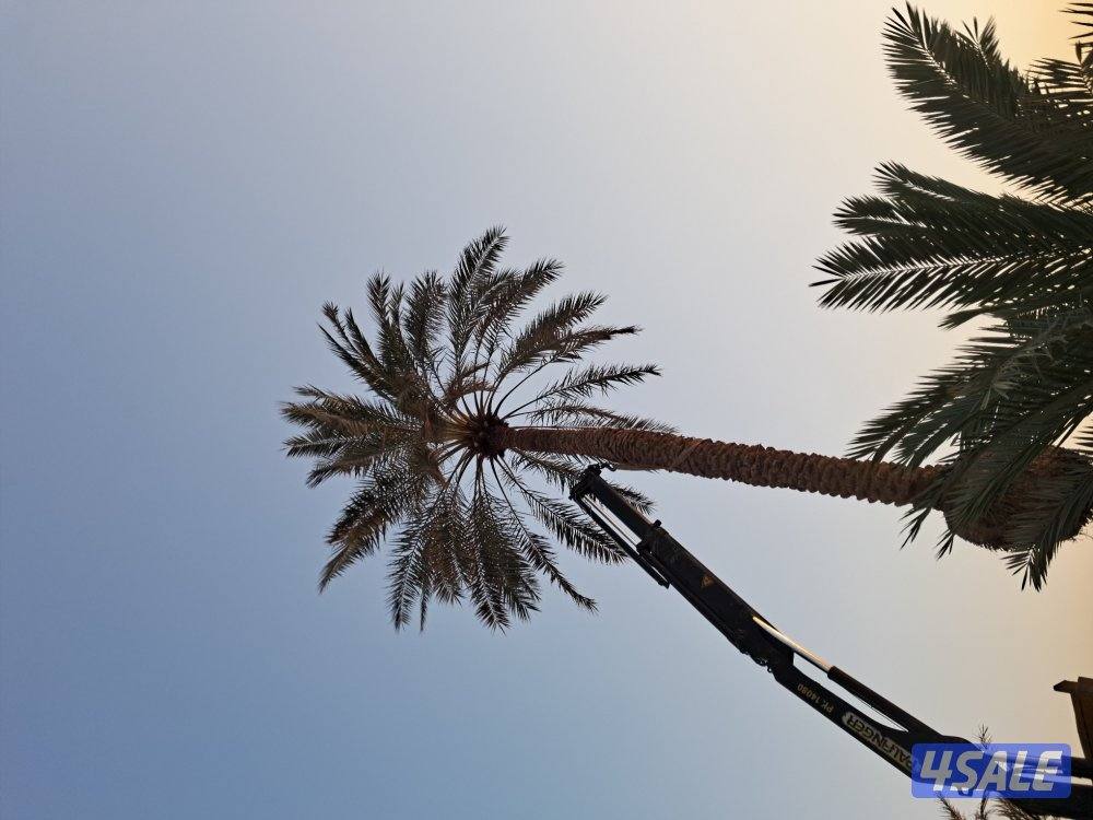 اهوازى نخيل شيل نخل تنضف وتلقيح نخيل جميع مناطق اسعار مقرية14