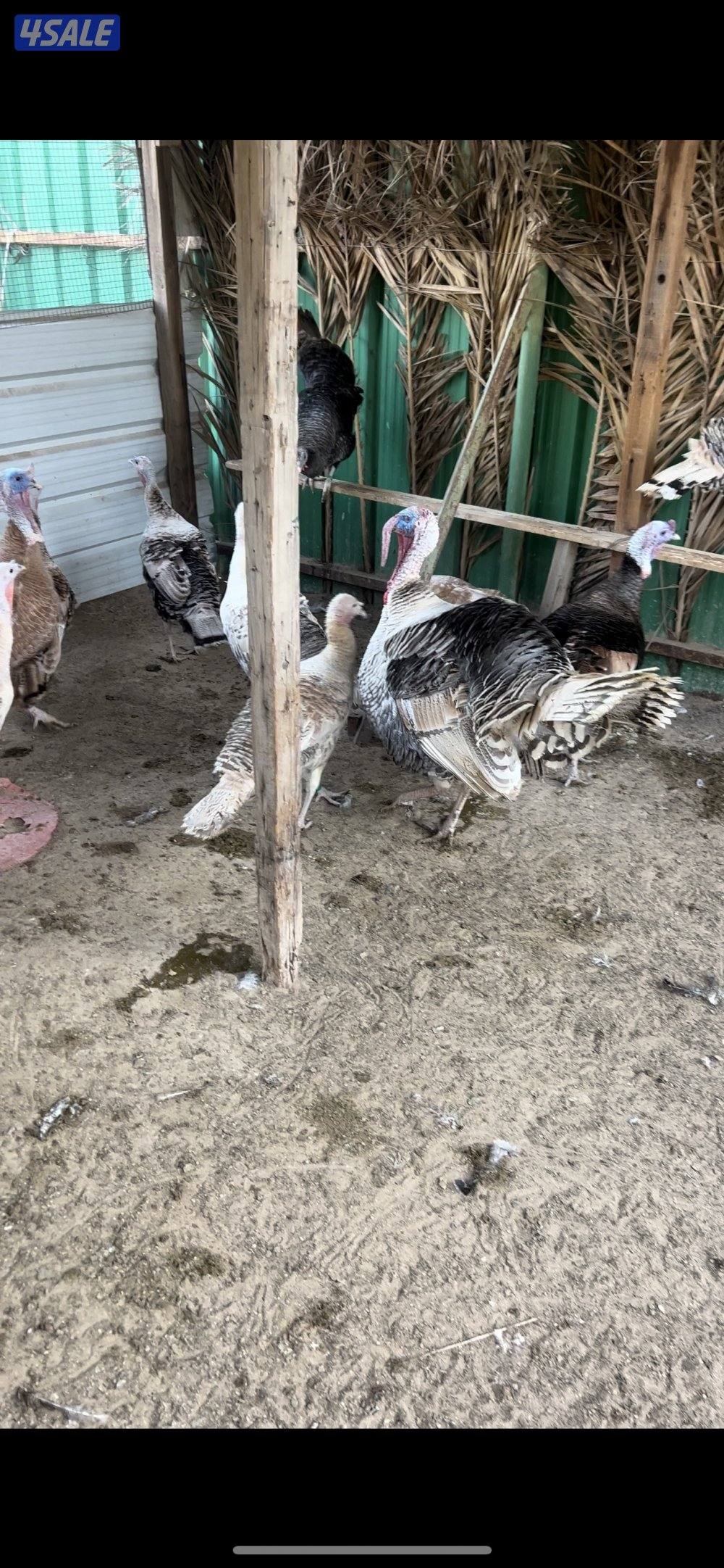 للبيع مجاميع دجاج و رومي0