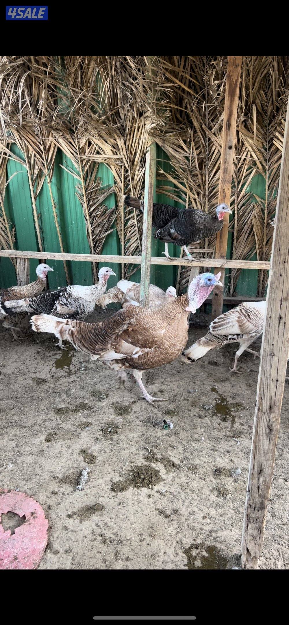 للبيع مجاميع دجاج و رومي1