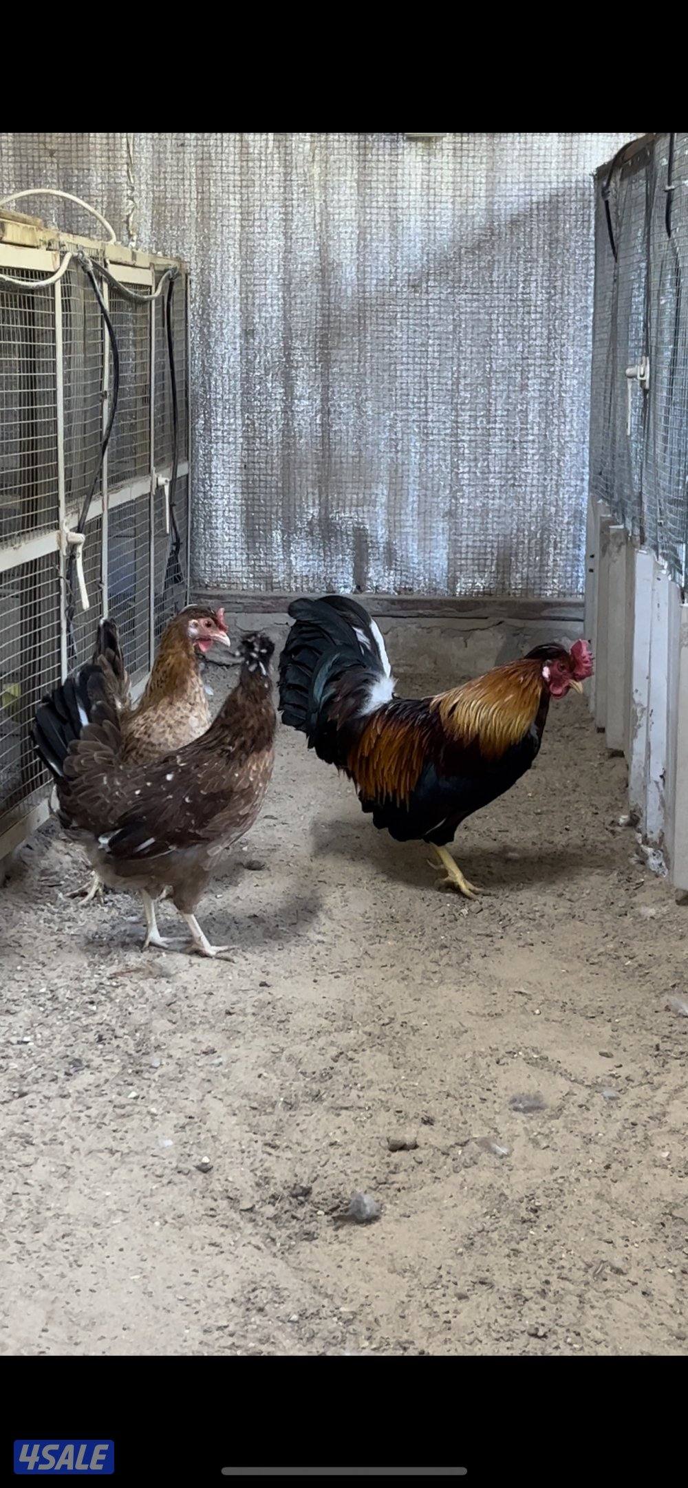 للبيع مجاميع دجاج و رومي2