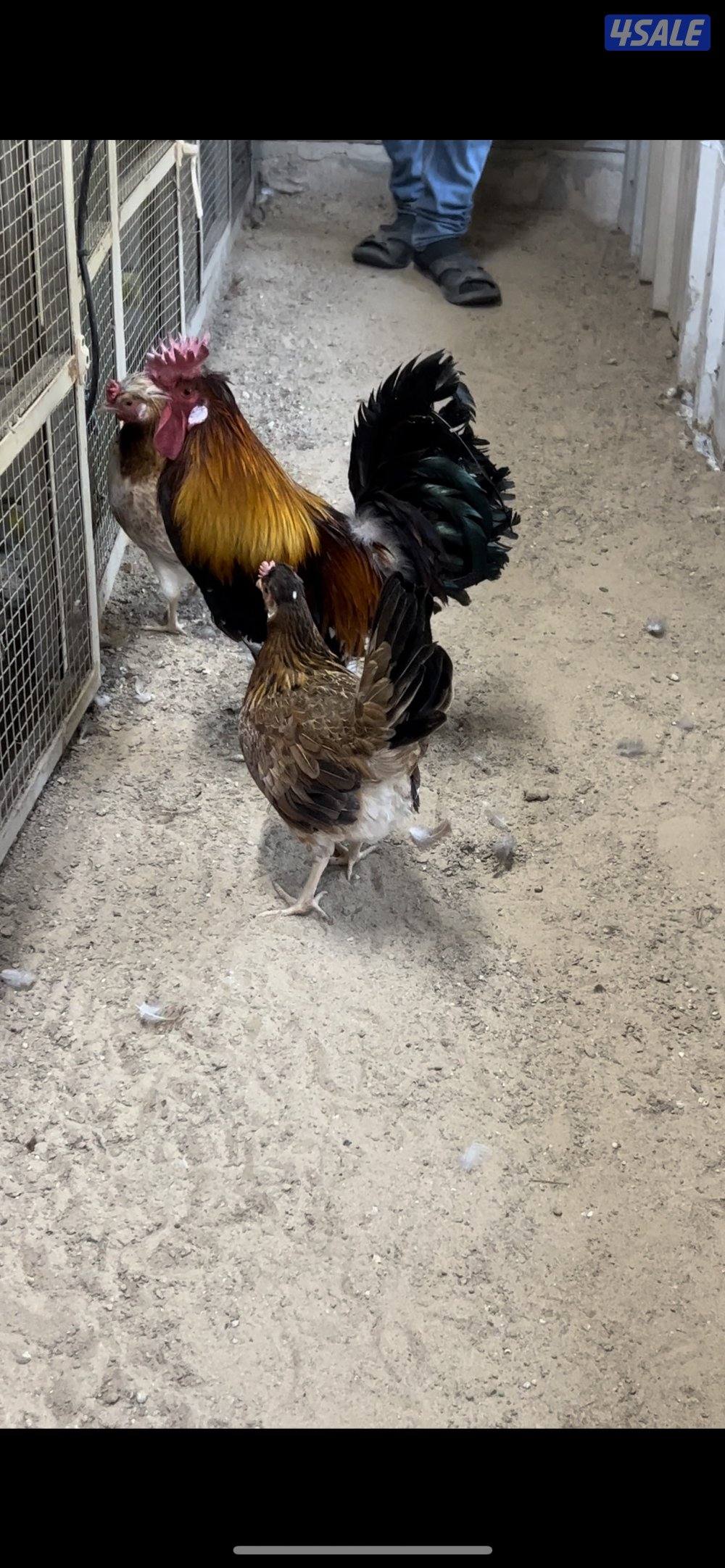 للبيع مجاميع دجاج و رومي3