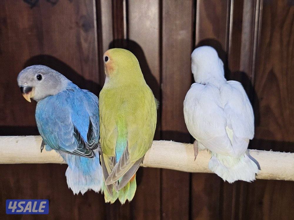 فروخ لوفبيرد عس ونهاية عس0