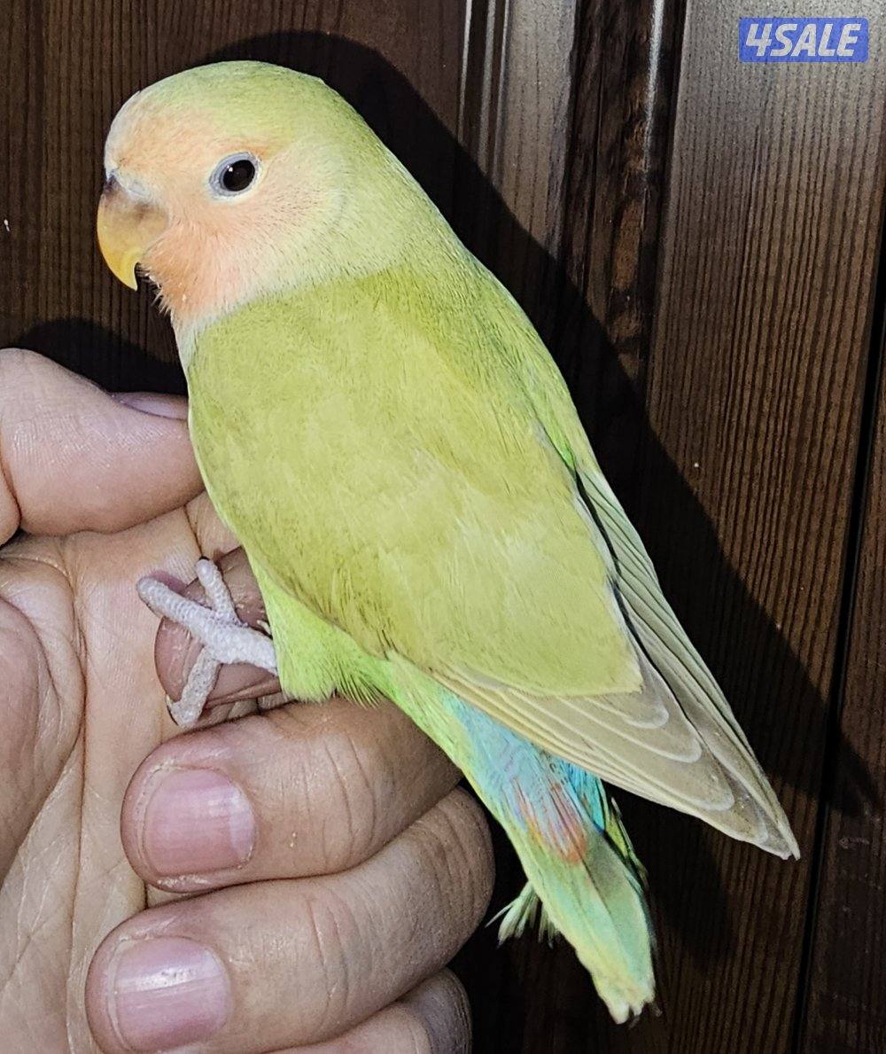 فروخ لوفبيرد عس ونهاية عس1