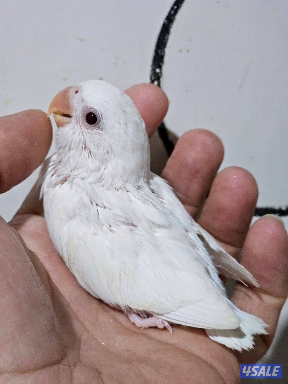 فروخ لوفبيرد عس ونهاية عس3