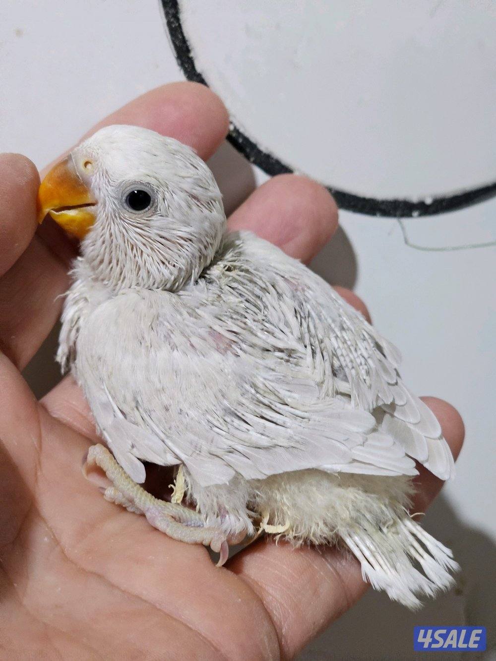 فروخ لوفبيرد عس ونهاية عس5