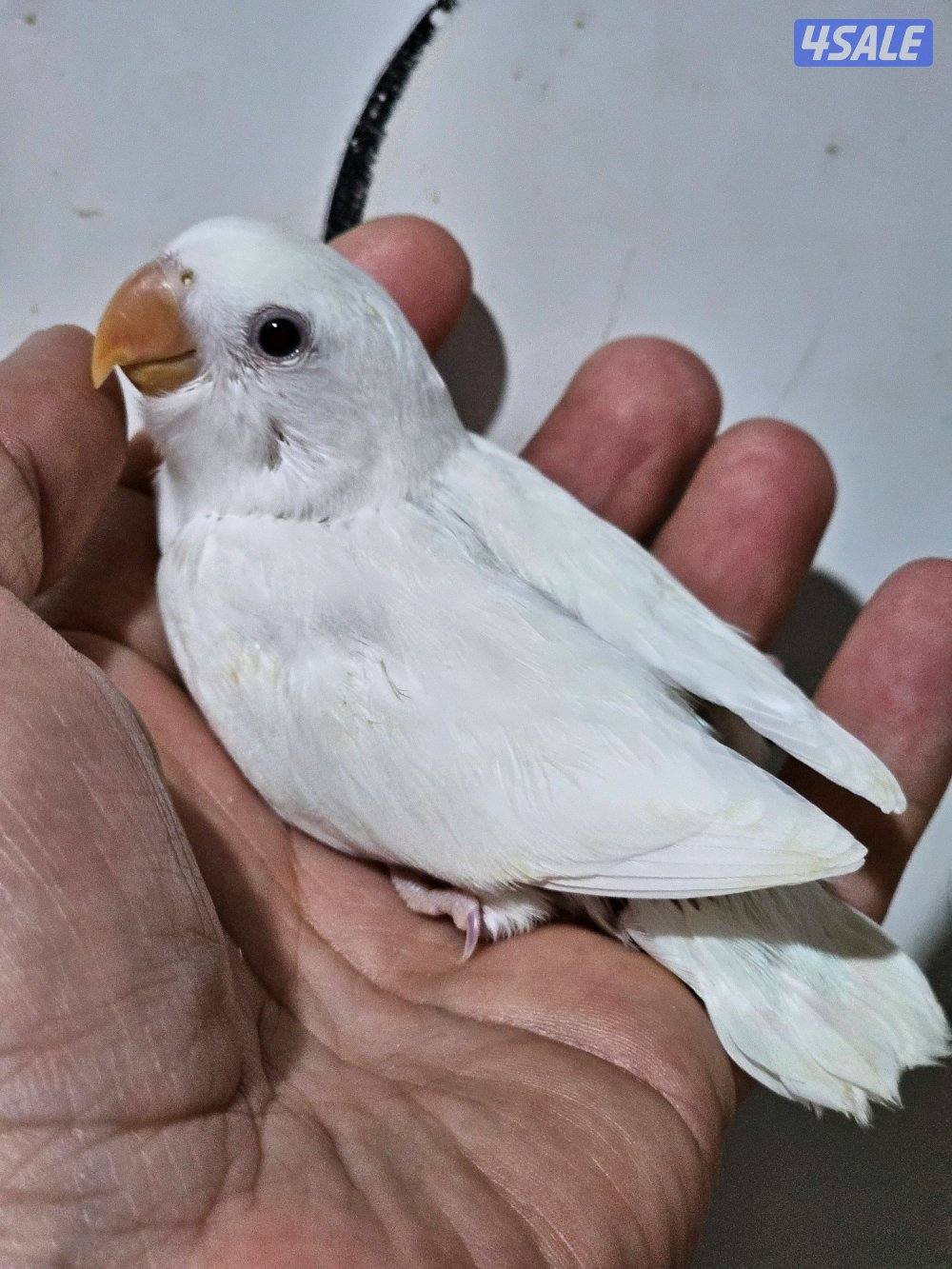 فروخ لوفبيرد عس ونهاية عس6