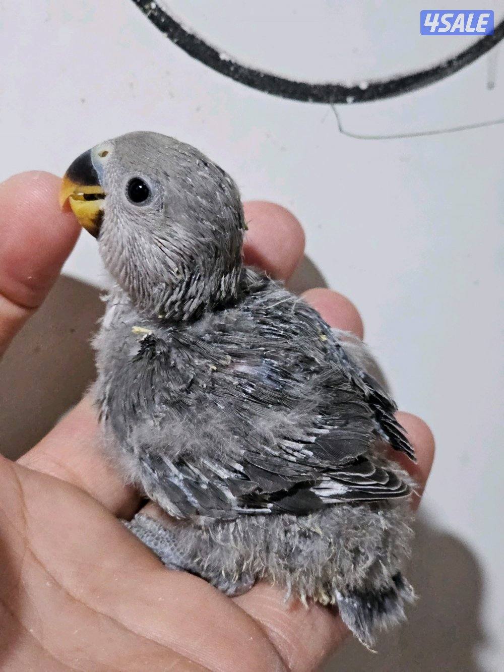 فروخ لوفبيرد عس ونهاية عس8