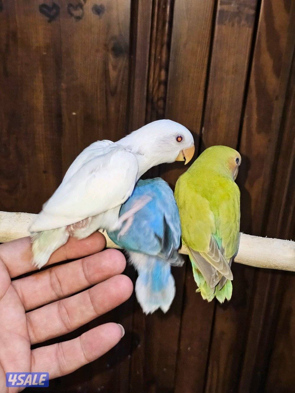 فروخ لوفبيرد عس ونهاية عس9