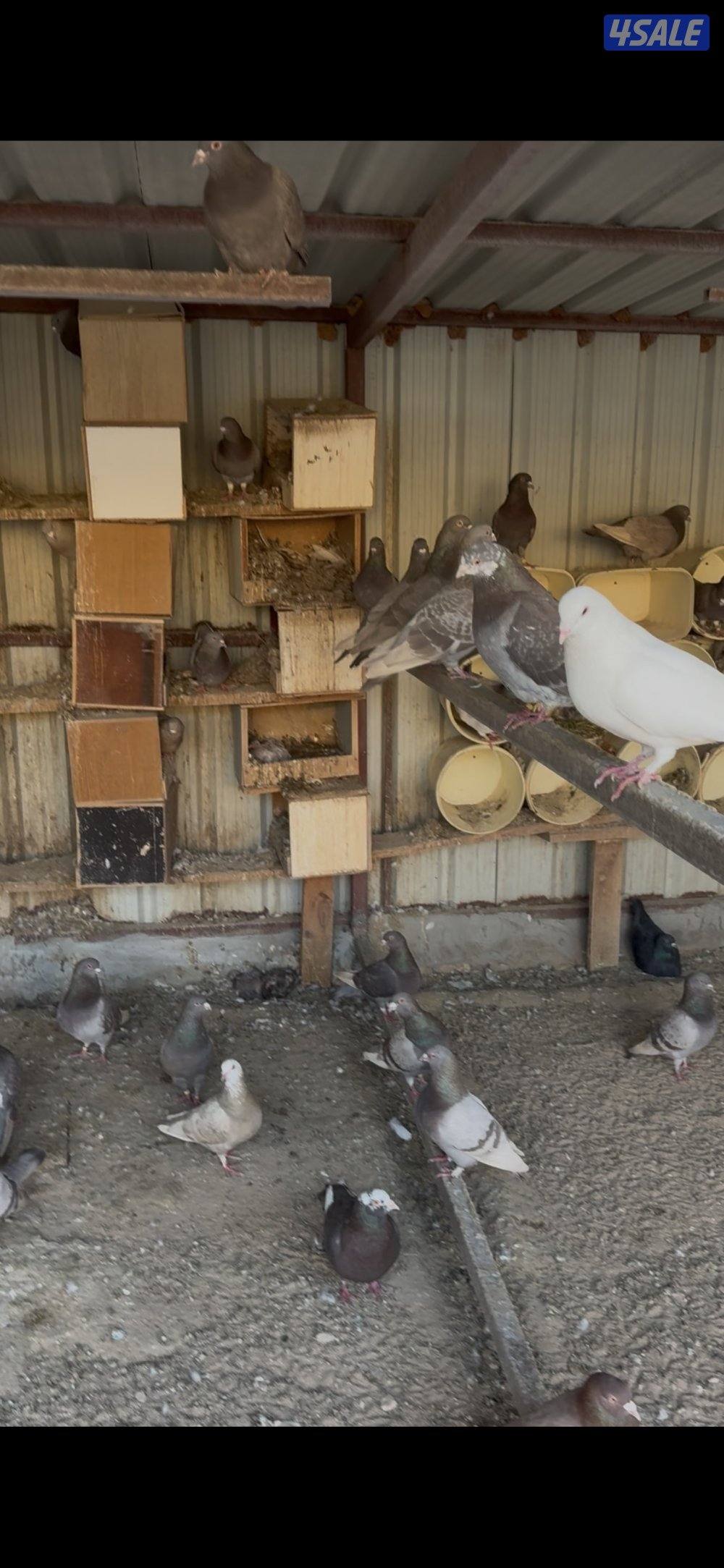 حمام تراكيب0