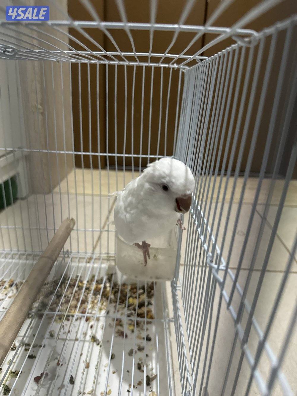 كويكر البينو0