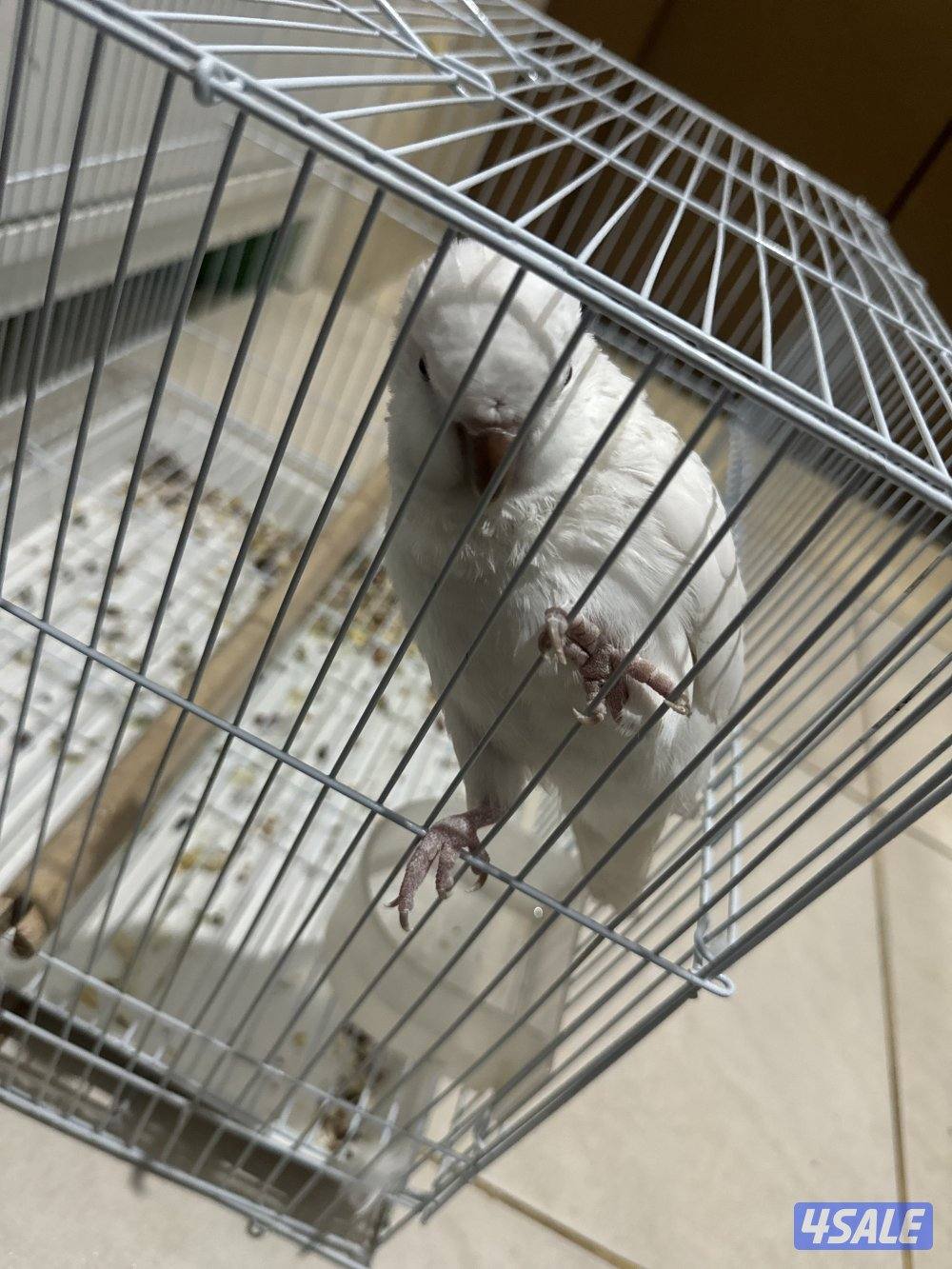 كويكر البينو1