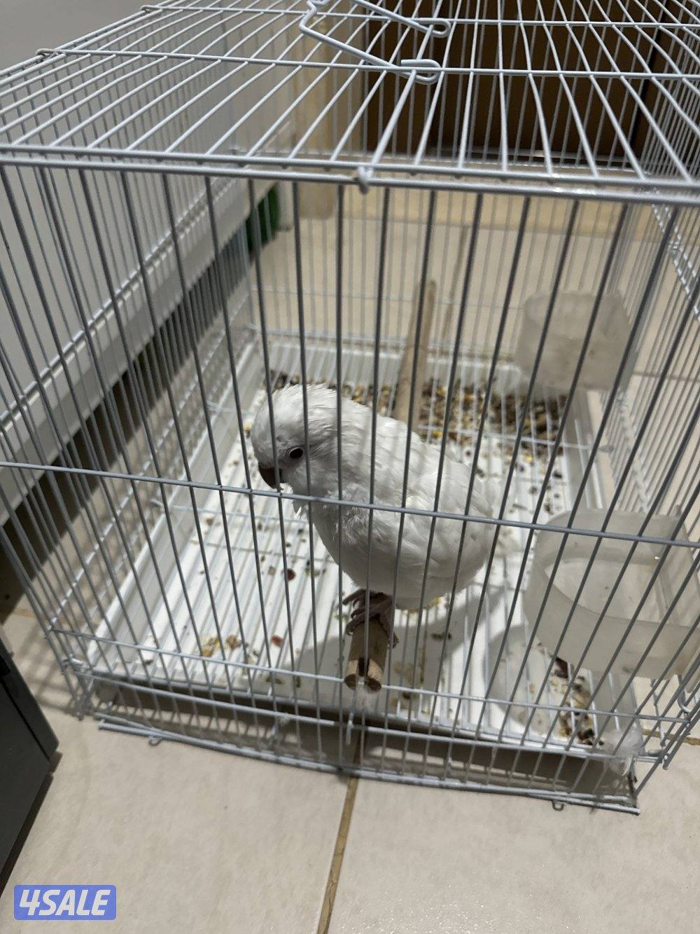 كويكر البينو2