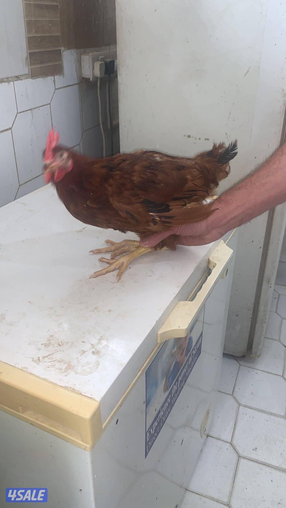 الوفرة قطعة ١ شارع ١1